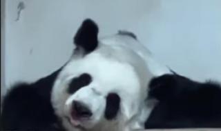 旅加大熊猫顺利回家