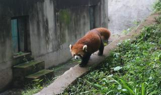 怎么去成都熊猫基地 怎么去成都熊猫基地